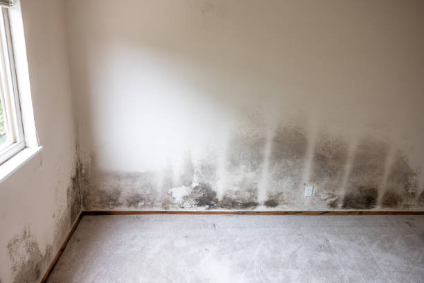 Trusted Romeoville, IL Mold Inspection, Removal & Remediation Experts